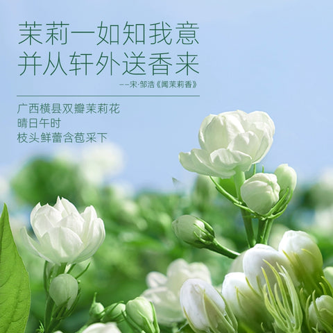 香飘飘 从兰玉露原液现泡轻乳茶6杯装 (1 per case)