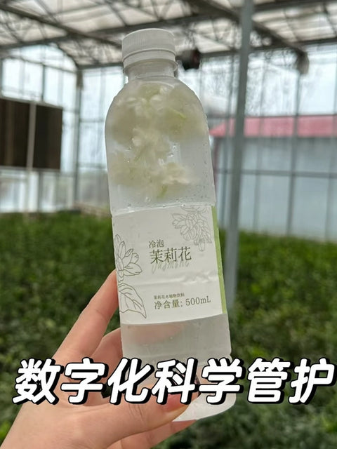 茉莉花水植物饮料 冷泡茉莉花 500ml  (9 per case)