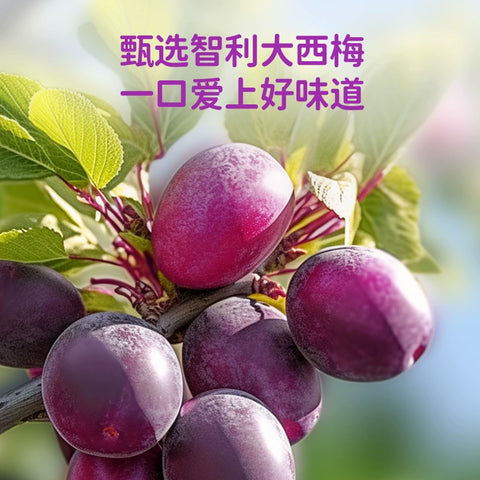 轻上 西梅酸奶220ml (10 per case)